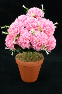 Pink Carnation-Mum Bush x12  (Lot of 1) SALE ITEM